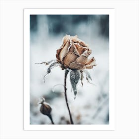 Frozen Rose Art Print