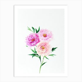 Peony 2 Watercolour Flower Art Print