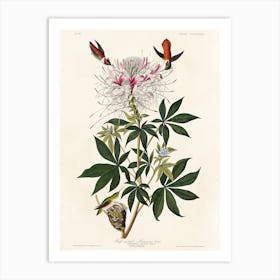 Ruff Necked, Birds Of America, John James Audubon Art Print