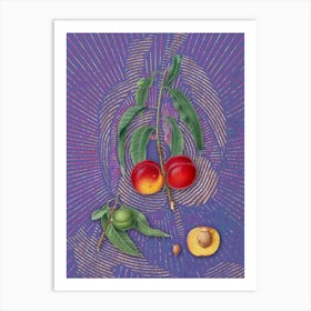 Vintage Walnut Peach Botanical Illustration on Veri Peri Art Print
