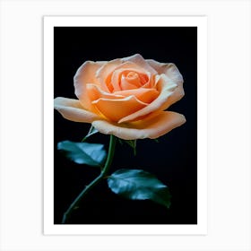 Peach Rose 30 Art Print