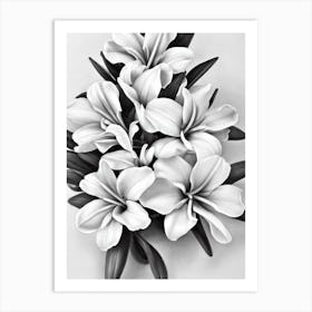 Freesia B&W Pencil 1 Flower Art Print