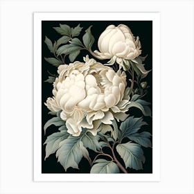 White Wings Peonies 2 Vintage Botanical Art Print