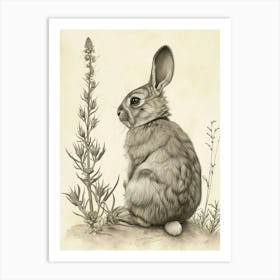 Chinchilla Rabbit Drawing 3 Art Print