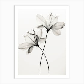 Transparent Botanic No 6 Art Print