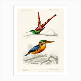 Different Types Of Birds, Charles Dessalines D'Orbigny 27 Art Print