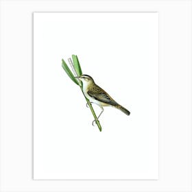 Vintage Sedge Warbler Bird Illustration on Pure White Art Print