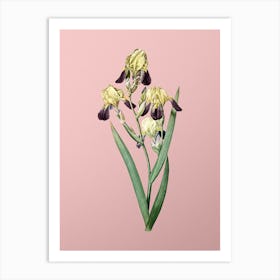 Vintage Elder Scented Iris Botanical on Soft Pink n.0761 Art Print