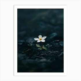 White Flower 22 Art Print