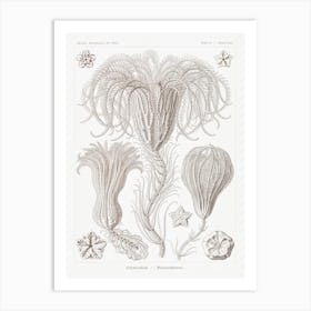 Crinoidea–Palmensterne, Ernst Haeckel Art Print