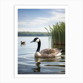 Canadian Geese Swimming In A Lake Art Print