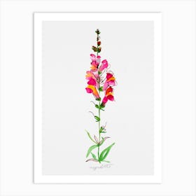 Snapdragon Watercolor Artwork Art Print