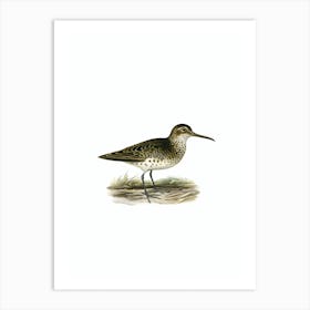 Vintage Broad Billed Sandpiper Bird Illustration on Pure White n.0097 Art Print