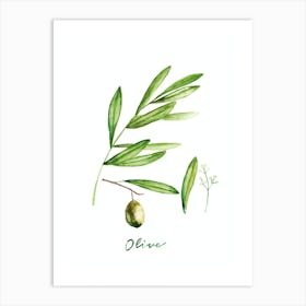 Green Olive Art Print