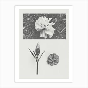 Carnation Flower Photo Collage 4 Art Print