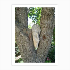 Rock In A Tree Art Print