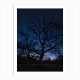 Bare Tree At Night 1 Art Print