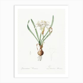 Sea Daffodil Illustration From Les Liliacées (1805), Pierre Joseph Redoute Art Print