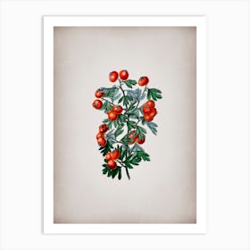 Vintage Sweet Scented Hawthorn Botanical on Parchment n.0801 Art Print