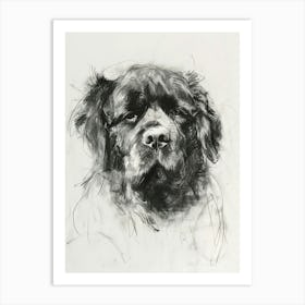 Newfoundland Dog Charcoal Line 3 Art Print