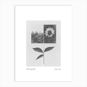 Marigold Botanical Collage 1 Art Print