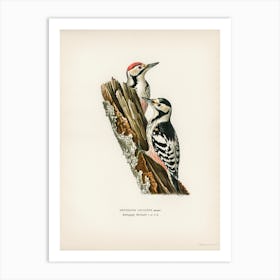 White Backed Woodpecker (Dryobates Leucotus), The Von Wright Brothers Art Print