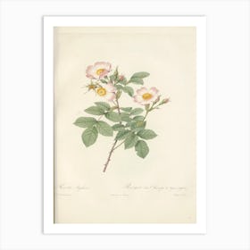 Rose Illustration, Pierre Joseph Redoute (91) Art Print