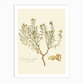 Ephedra Taylori Art Print