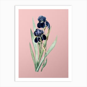 Vintage German Iris Botanical on Soft Pink n.0070 Art Print