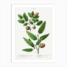 Aleppo Oak And Lebanon Oak, Pierre Joseph Redoute Art Print