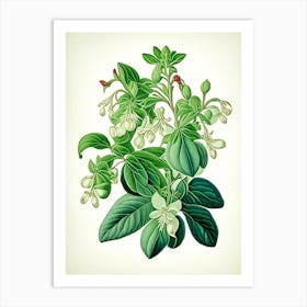 Wintergreen Herb Vintage Botanical Art Print