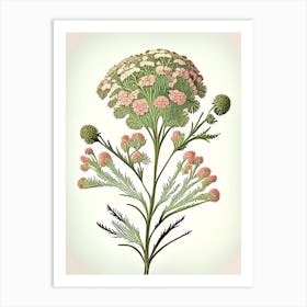 Yarrow Wildflower Vintage Botanical 1 Art Print