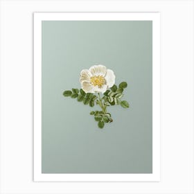 Vintage White Burnet Rose Botanical Art on Mint Green n.0444 Art Print