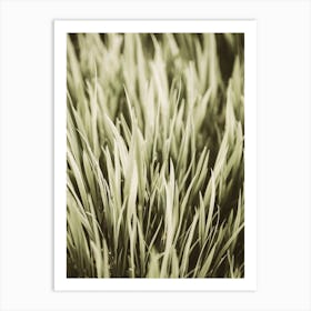 Grass Patch Art Print