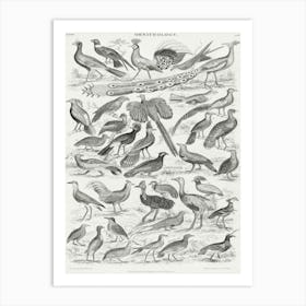 Ornithology, Oliver Goldsmith 1 Art Print