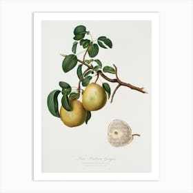 Pear (Pyrus Butyra) From Pomona Italiana (1817 1839), Giorgio Gallesio 1 Art Print