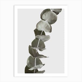 Dried Eucalyptus Branches 1 Art Print