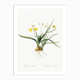 Hypoxis Sobolifera, Pierre Joseph Redoute Art Print