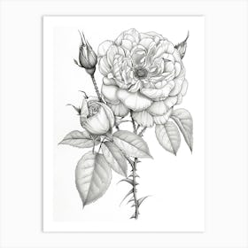 Roses Sketch 19 Art Print