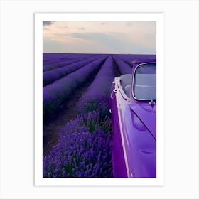 Lavender Field Art Print