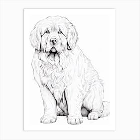 Newfoundland Dog, Line Drawing 4 Art Print
