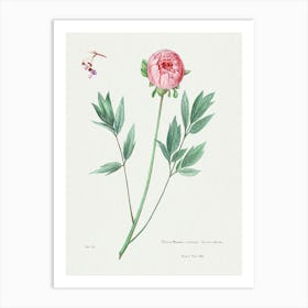 Moutan Peony, Familie Der Cacteen Art Print