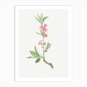 Pink flowers from La Botanique de J. J. Rousseau, Pierre Joseph Redoute Art Print