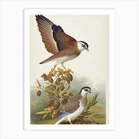 Eurasian Sparrowhawk James Audubon Vintage Style Bird Art Print