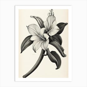 Amaryllis Vintage Botanical Flower Art Print