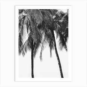 Palm Trees Black And White Travel Photography Art Print