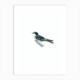 Vintage Common House Martin And Barn Swallow Hybrid Bird Illustration on Pure White n.0199 Art Print