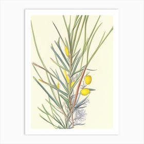 Ephedra Herb Pencil Colour Art Print