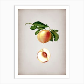 Vintage Peach Botanical on Parchment n.0273 Art Print