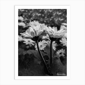 Daisies Black And White Photography Art Print